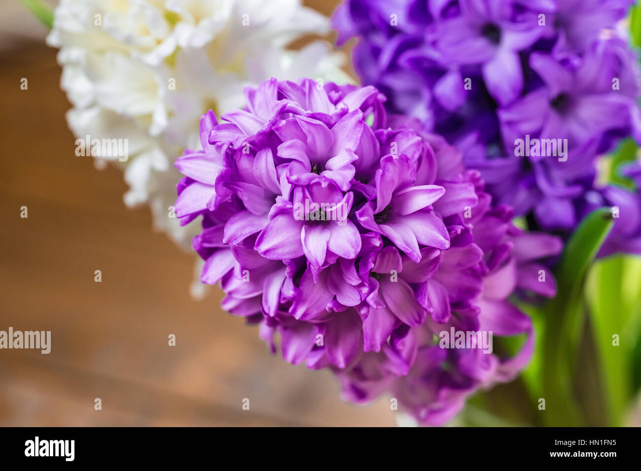 Frische Hyazinthenblumen auf hölzernen Hintergrund. Schöne Idee für Grußkarten zum Valentinstag, März 8 und Muttertag Stockfoto