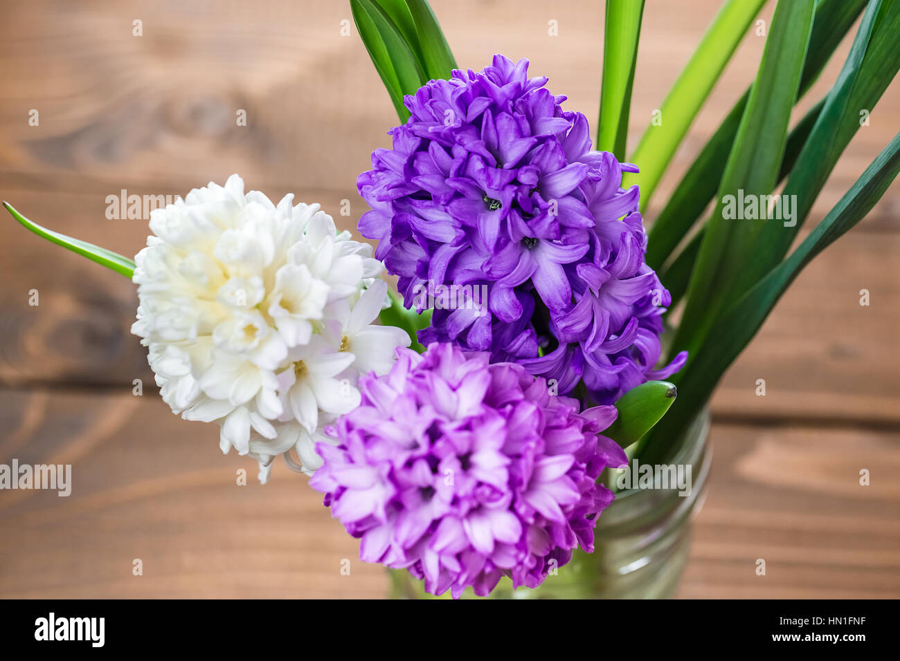 Frische Hyazinthenblumen auf hölzernen Hintergrund. Schöne Idee für Grußkarten zum Valentinstag, März 8 und Muttertag Stockfoto