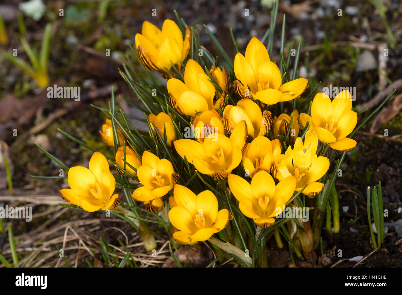 Gelben Blüten der Februar Blüte Knolle, Crocus chrysanthus Stockfoto