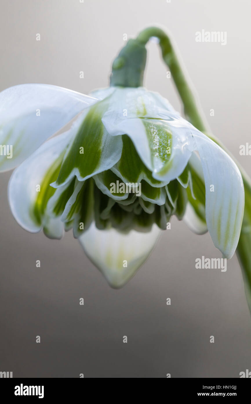 Einzelne Blume des doppelten Schneeglöckchen, Galanthus "L.P.Long" Stockfoto