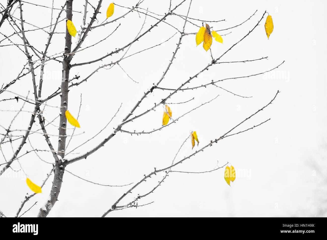 Herbstliches Laub vom Wind geblasen, während eines Schneefalls Stockfoto