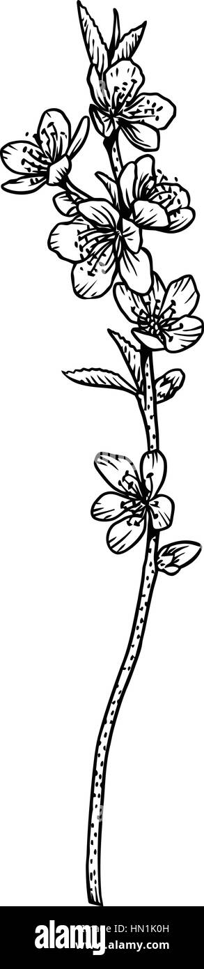 Pfirsichblüten Illustration, Zeichnung, Gravur, Strichzeichnungen Stock Vektor