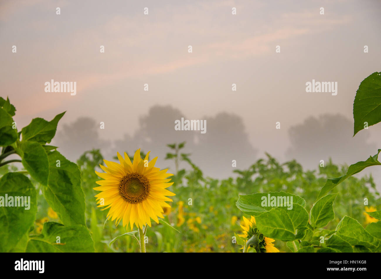 Schön warm im Sommerfeld mit blühenden Sonnenblumenblüten. Sonnenaufgang in der Sonnenblume. sonnenaufgang gelbe Sonnenblumen. Sonnenblumen Lichtung. Morgennebel Stockfoto