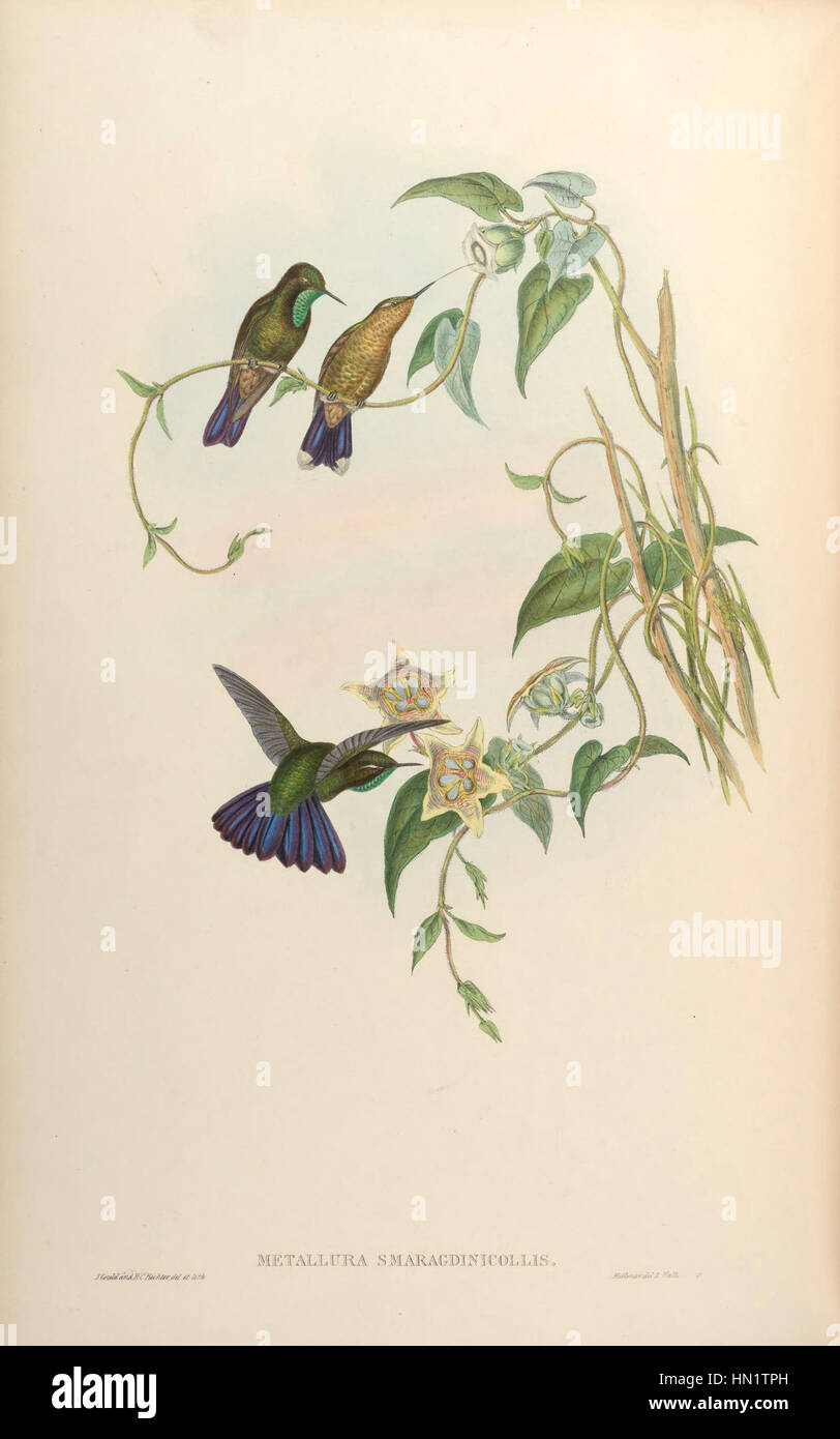 Der Titel „MonographTrochi3Goul 0328“ deutet auf eine wissenschaftliche oder akademische Studie hin, die sich möglicherweise auf eine botanische oder zoologische Monografie bezieht. Diese Art von Kunstwerken konzentriert sich oft auf detaillierte Illustrationen oder Studien zu bestimmten Arten oder Themen. Stockfoto