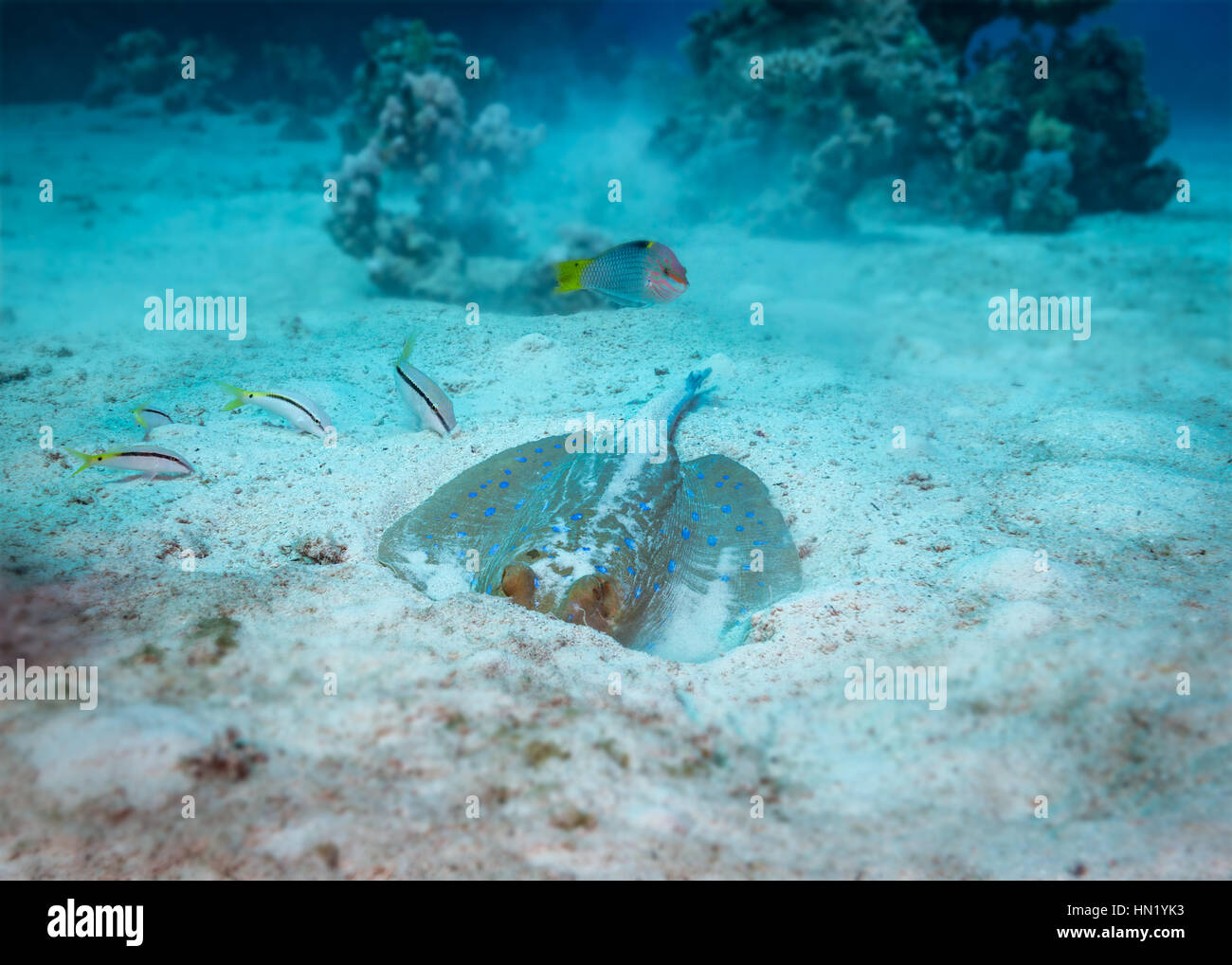 Blue spotted Stingray (Taeniura Lymma) Unterwasser Verhalten. Fütterung mit Schachbrettmuster Lippfisch (Halichoeres Hortulanus) und roten Meer Goatfish (Parupeneu Stockfoto