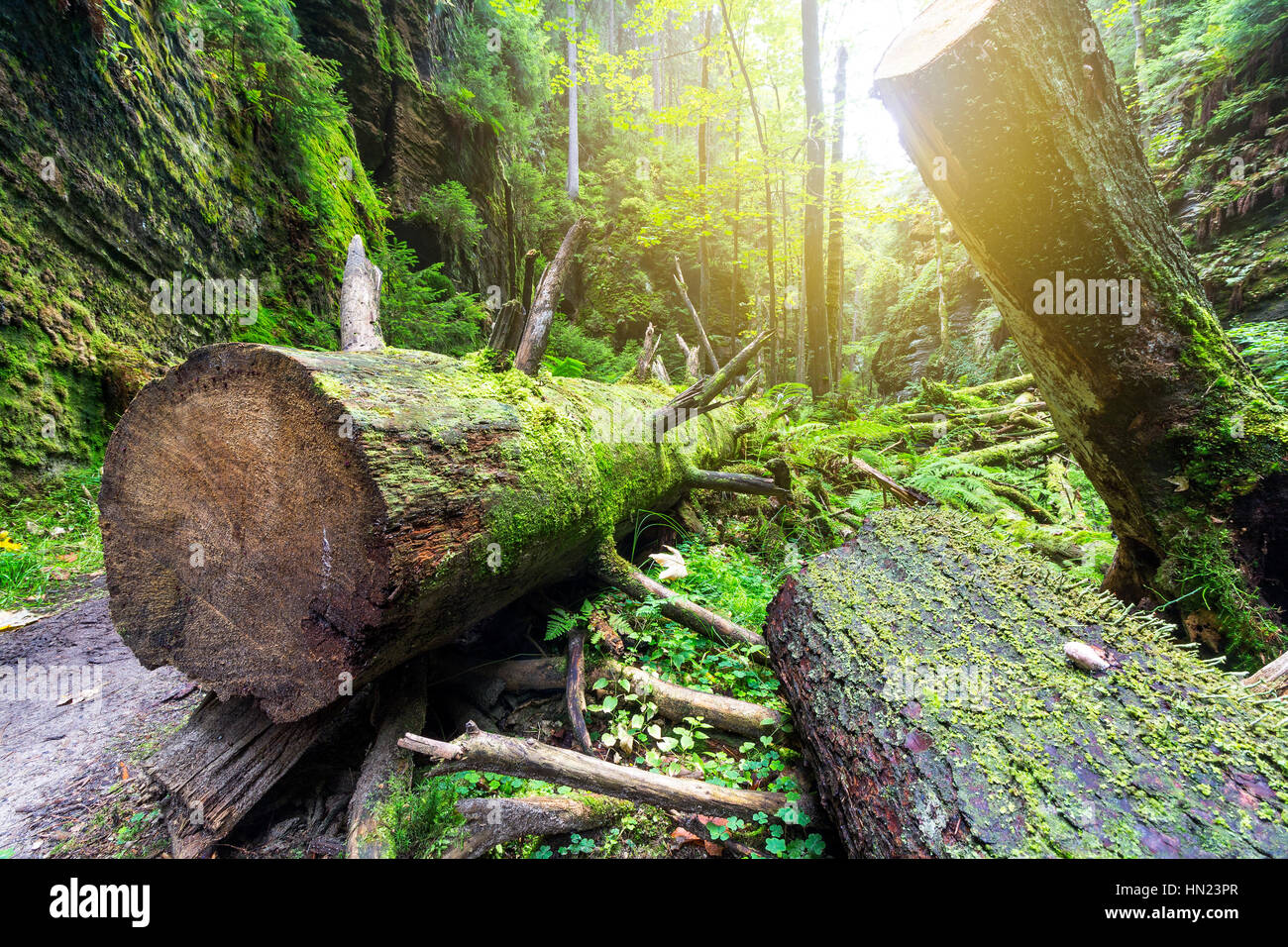 Baum im Wald Stockfoto