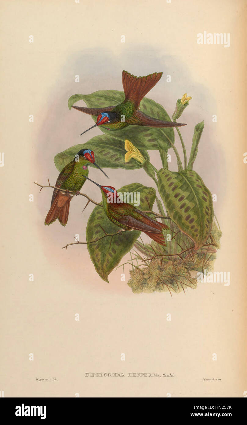 Diese Arbeit konzentriert sich auf die Monografie Trochi Supplement Goul 0084, die eine detaillierte Untersuchung der Gattung Trochi in botanischen Studien bietet. Sie umfasst wissenschaftliche Illustrationen, Beschreibungen und Klassifizierungen, die für das Verständnis dieser Pflanzengruppe relevant sind. Stockfoto