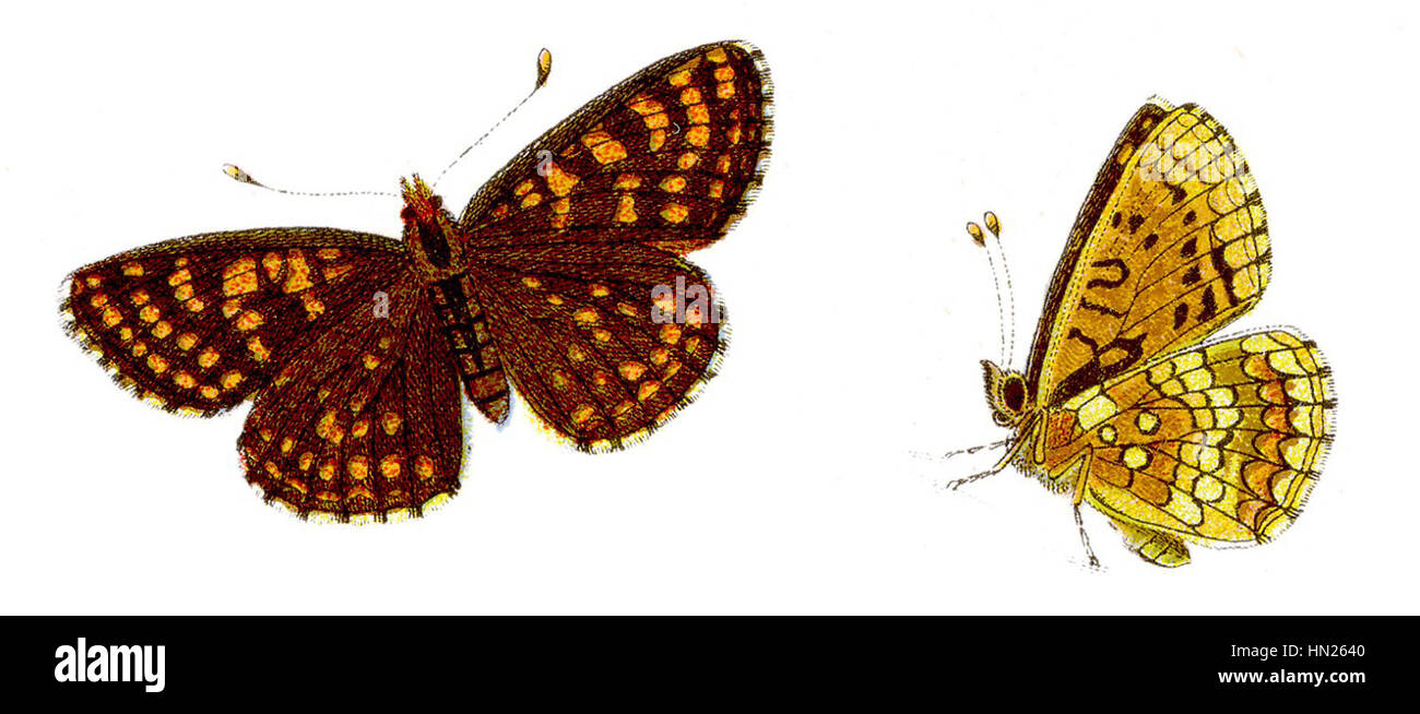 Melitaea aurelia, auch Ehrenpreis-Scheckenfalter genannt, ist eine Schmetterlingsart in Europa und Asien. Sie zeichnet sich durch ihre leuchtenden orangefarbenen und schwarzen Flügel aus, die sie von anderen ähnlichen Arten unterscheiden. Dieser Schmetterling lebt auf Wiesen und Wiesen. Stockfoto