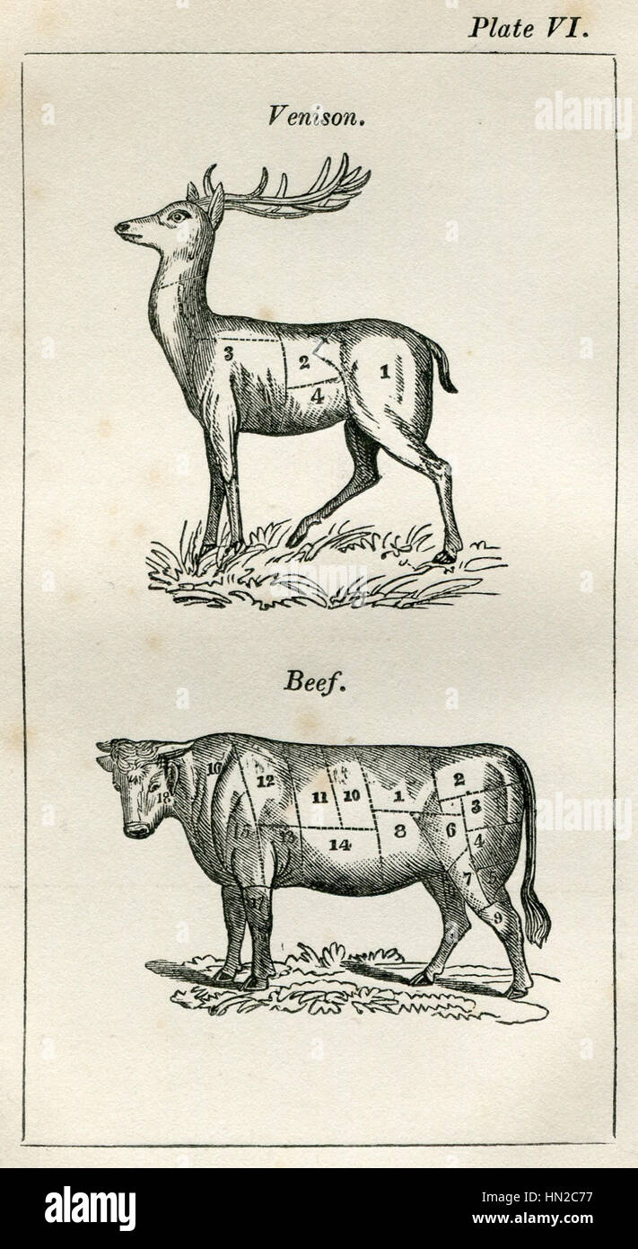 Mrs. Rundell's Plate VI enthält ein Rezept für Wild und Rindfleisch, das die britische kulinarische Tradition des 18. Jahrhunderts hervorhebt. Die Illustration konzentriert sich auf die Präsentation dieser Fleischsorten und bietet einen Einblick in die Kochstile und kulinarischen Praktiken dieser Zeit. Stockfoto