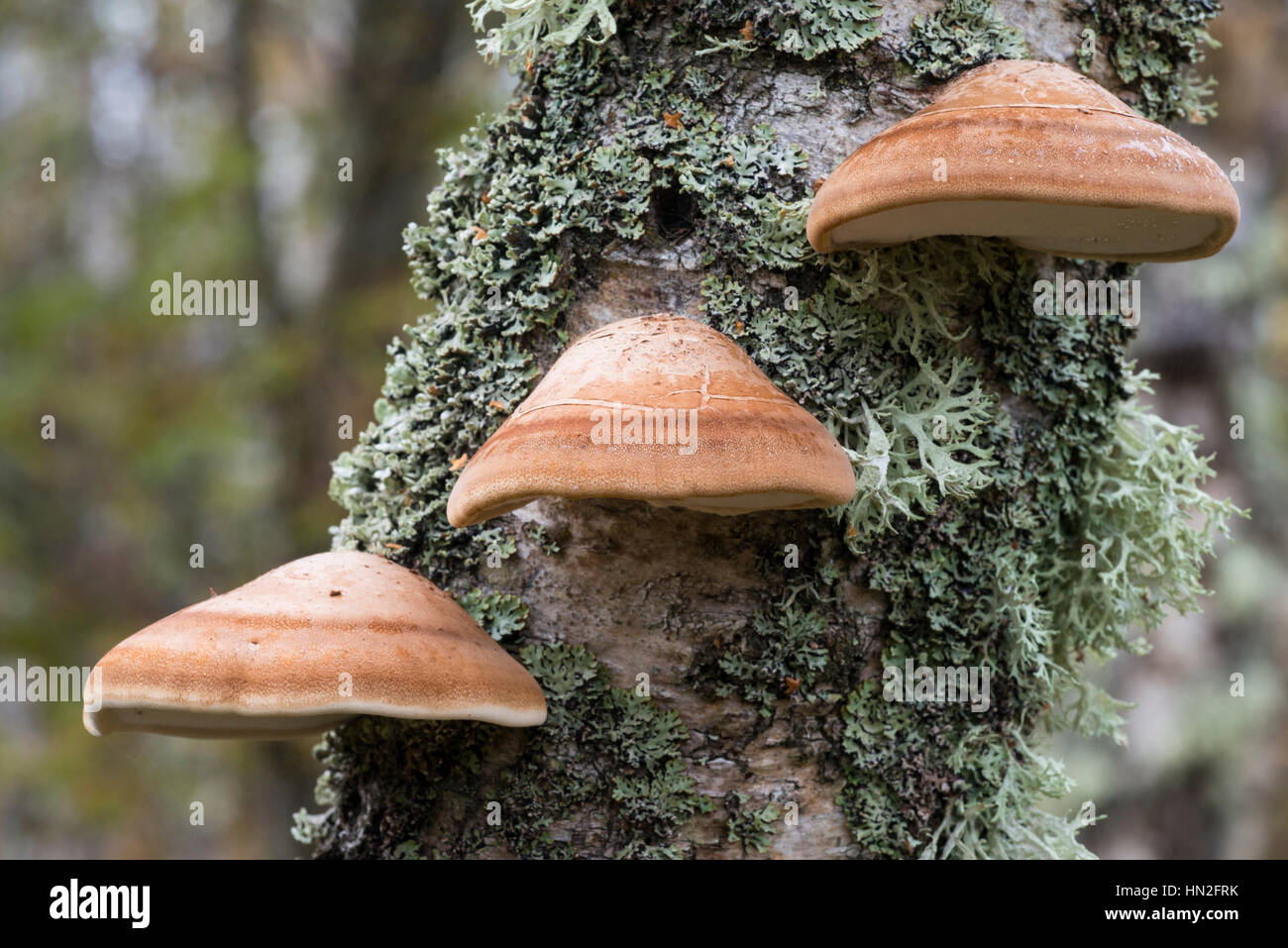 Birken Sie-Polypore (Rasiermesser Streichriemen) Pilze (Piptoporus Betulinus) Stockfoto