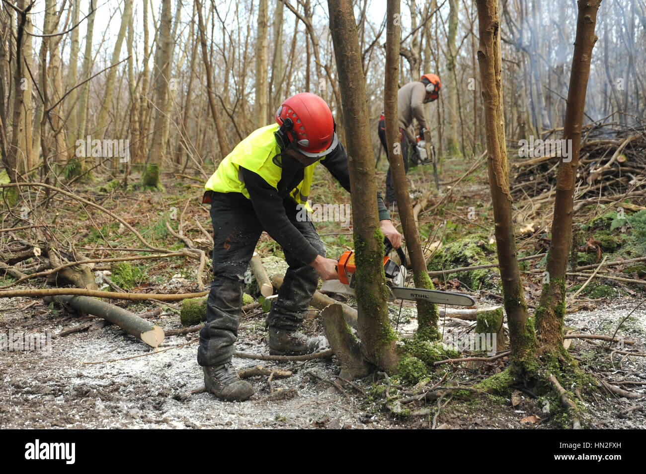 Mann mit einer Kettensäge zu kleinen Bäumen in einem Wald abgeholzt Stockfoto