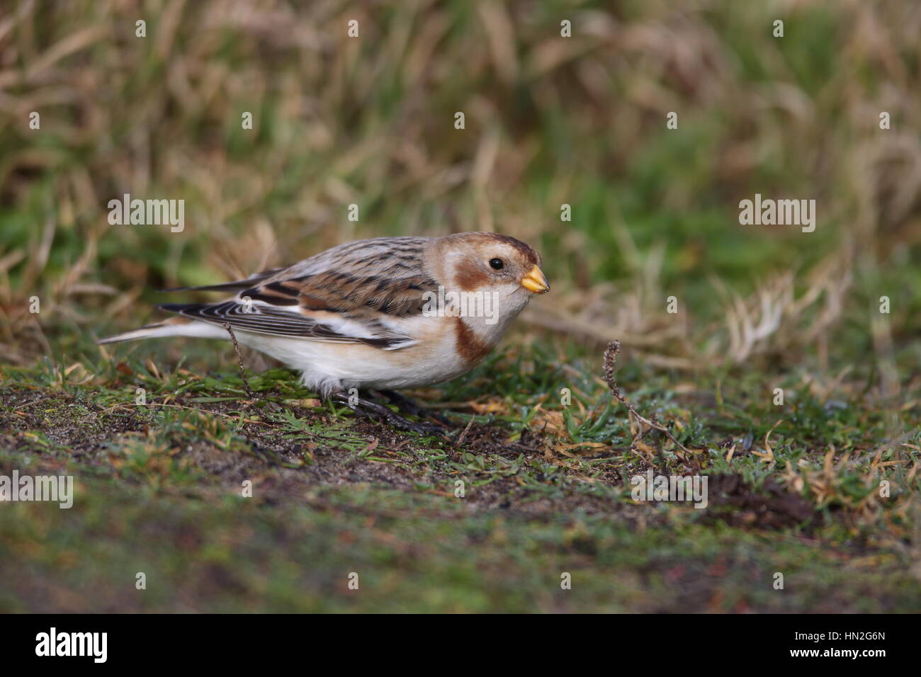 Erwachsene männliche Snow Bunting winter Stockfoto