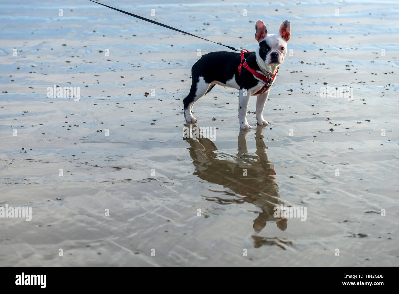 Eine französische Bulldogge auf Worthing Strand spazieren gehen Stockfoto