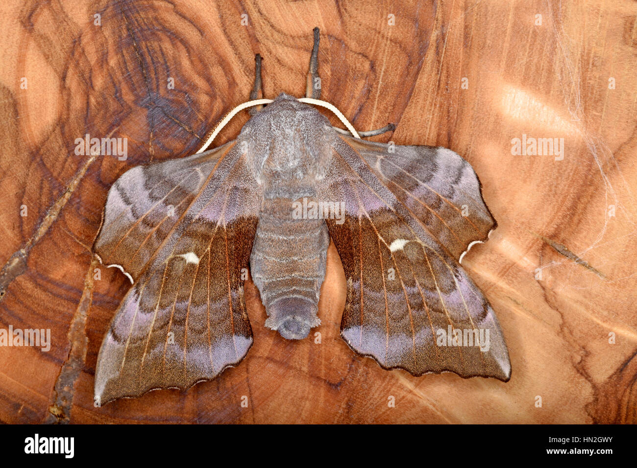 Männlichen Pappel Hawk Moth (Laothoe Populi) Stockfoto