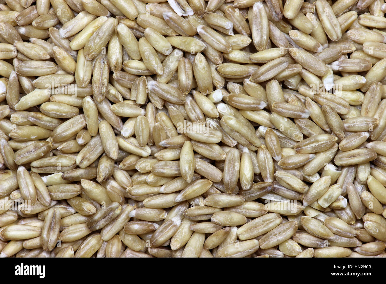 Hafer-Getreide für die Nutzung im Hintergrund Stockfoto