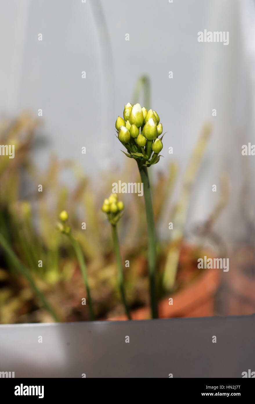 Nahaufnahme Makroaufnahme einer Venusfliegenfalle oder bekannt als Dionaea Muscipula Blumen - isoliert Stockfoto