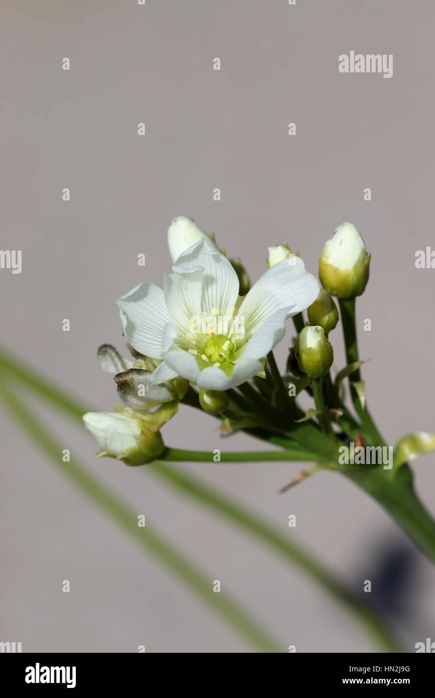 Nahaufnahme Makroaufnahme einer Venusfliegenfalle oder bekannt als Dionaea Muscipula Blumen - isoliert Stockfoto