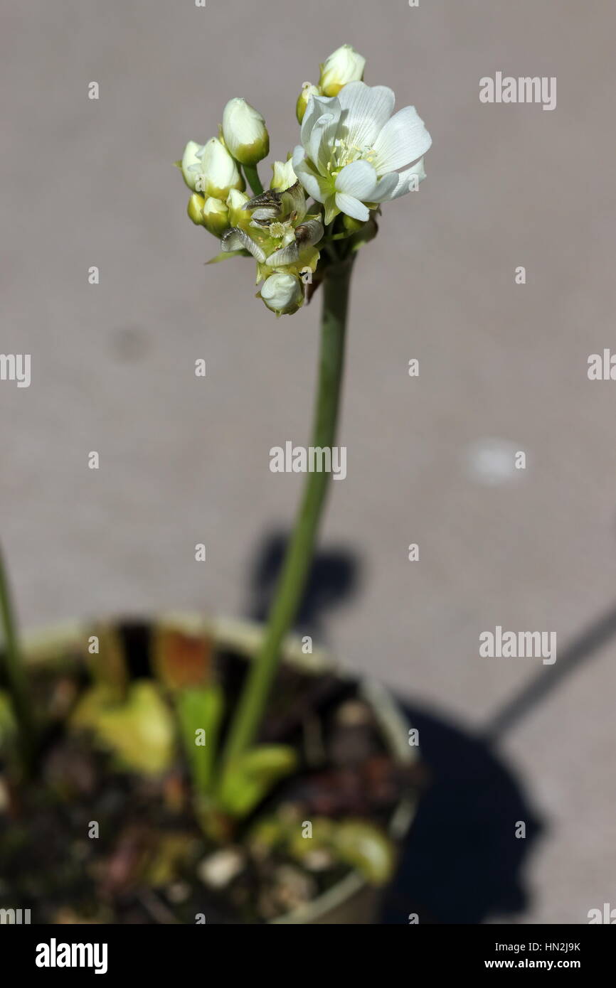 Nahaufnahme Makroaufnahme einer Venusfliegenfalle oder bekannt als Dionaea Muscipula Blumen - isoliert Stockfoto