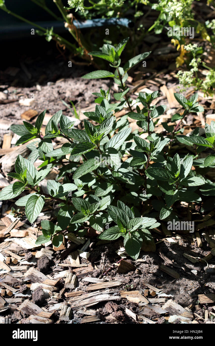 Wachsende Pfefferminze oder bekannt als Mentha × Piperita oder Mentha Balsamea Willd Stockfoto