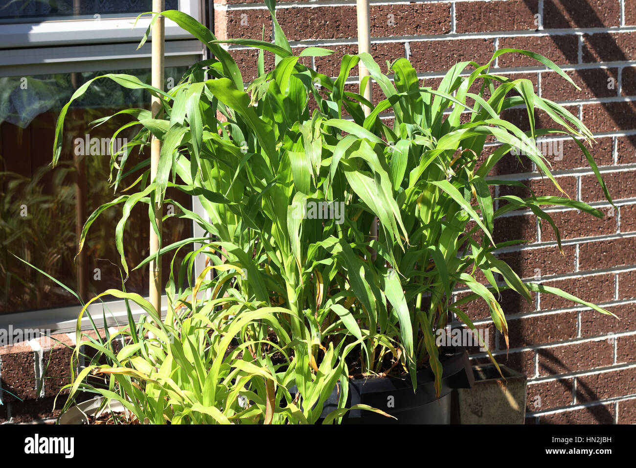 Anbau von Mais in einen Topf Stockfotografie - Alamy