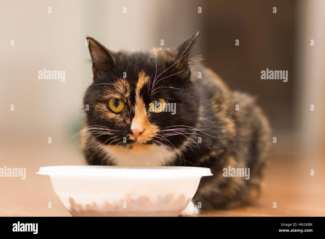 Jungen Schildpatt-Katze, die sitzt in der Nähe einen Teller mit Essen Stockfoto