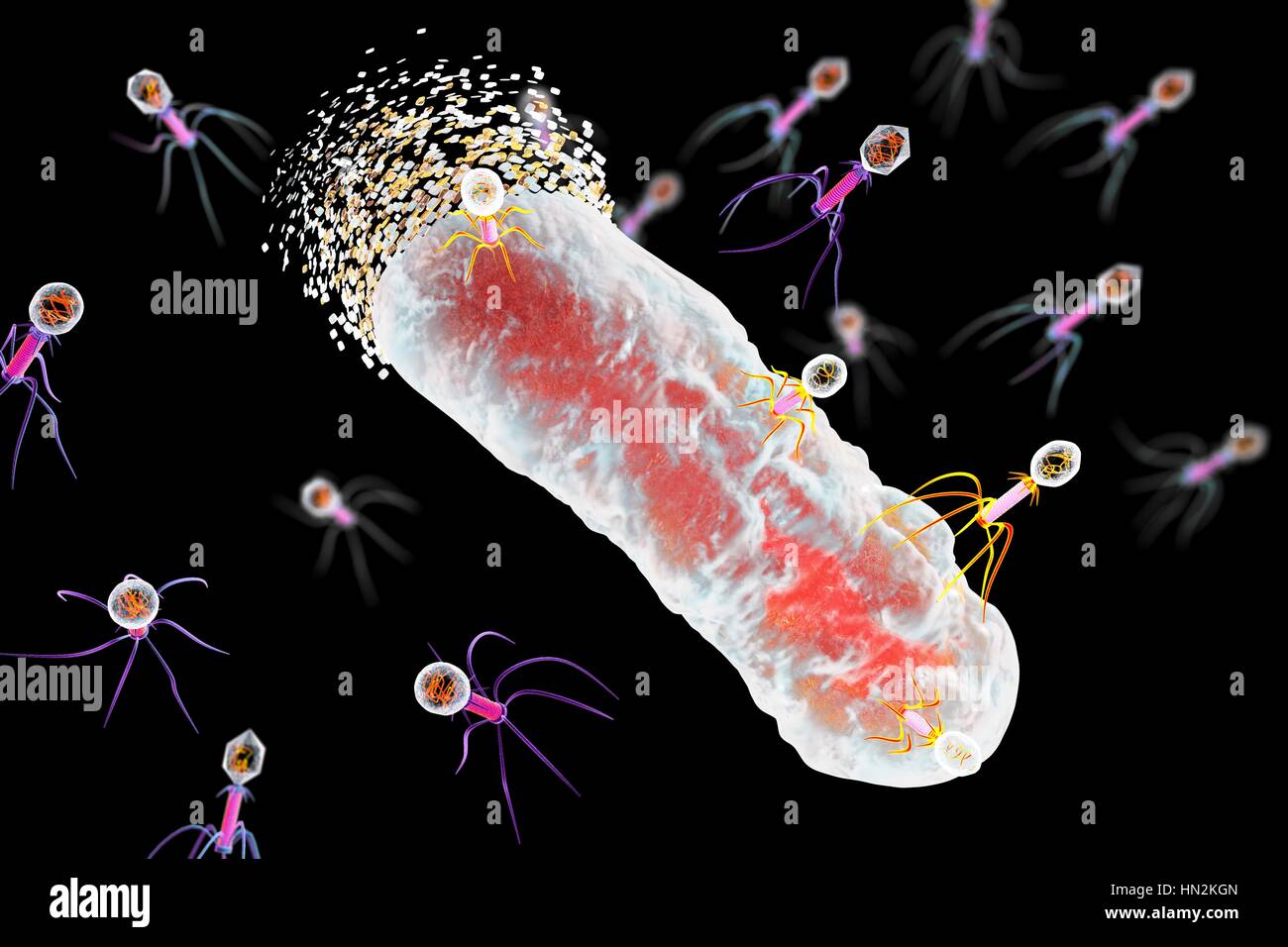 Bakteriophagen Infektion Bakterien, Computer Bild. Ein Bakteriophagen oder Phagen, ist ein Virus, der Bakterien infiziert. Es besteht aus einem ikosaedrischen (20-seitige) Kopf, enthält das genetische Material, einen Schweif und Schweif Fasern, die ihn zu einer spezifischen Rezeptor-Website auf das Bakterium zu reparieren. Das Heck des genetischen Materials in das Bakterium injiziert, und die zelluläre Maschinerie des Bakteriums wird verwendet, um mehrere Kopien des Virus zu produzieren. Stockfoto