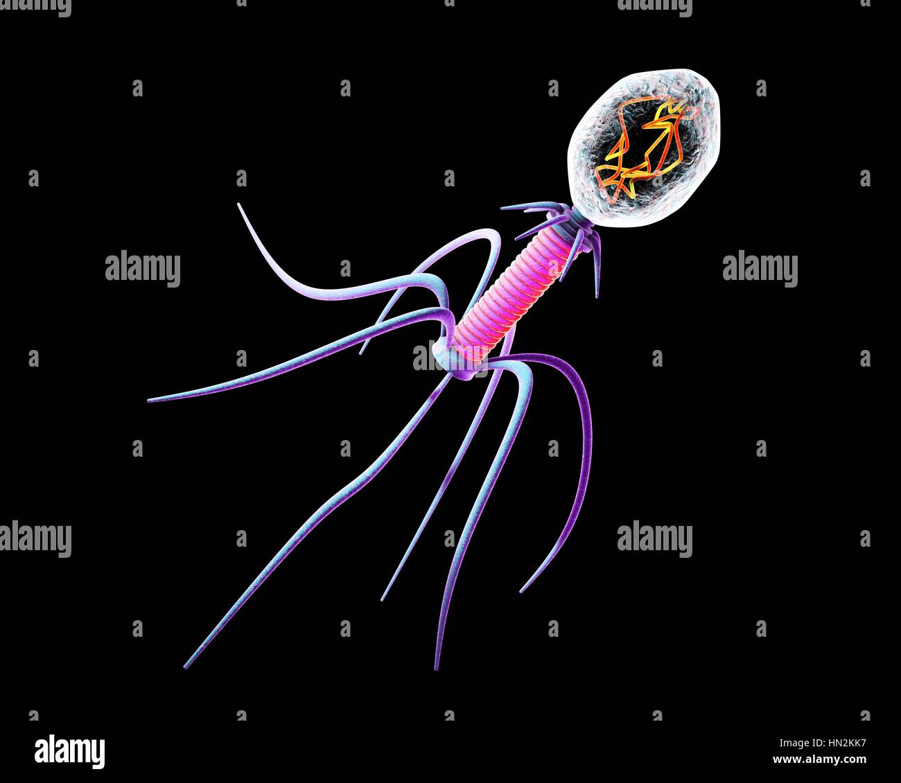 Bakteriophagen, Computer Bild. Ein Bakteriophagen oder Phagen, ist ein Virus, der Bakterien infiziert. Es besteht aus einem Kopf (oben rechts), enthält das genetische Material, einen Schweif (rosa) und Heck Fasern, die ihn an einen spezifischen Rezeptor zu montieren. Das Heck spritzt seine genetischen Materials in das Bakterium durch die Zellmembran, und dies entführt die des Bakteriums zellulären Maschinerie, zwingen, mehr Kopien von den Bakteriophagen produzieren. Wenn eine ausreichende Anzahl hergestellt wurden, verlassen die Phagen die Zelle durch Lyse, ihn dabei zu töten. Stockfoto