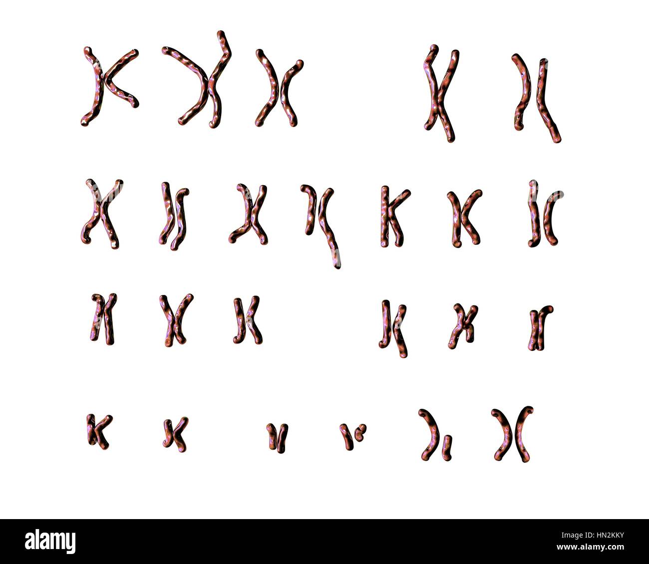 Philadelphia chromosome.Computer Darstellung der männlichen oder weiblichen Chromosomen (Chromosomensatz) einen defekten Chromosom jedes von Paaren 9 22. die Mängel am rechten Chromosomen von zwei Paaren, Ursache chronische myeloische Leukämie (CML). Die 46 Chromosomen des Menschen Karyotyp sind hier 23 paarweise angeordnet. Stockfoto Philadelphia chromosome.Computer Darstellung der männlichen oder weiblichen Chromosomen (Chromosomensatz) einen defekten Chromosom jedes von Paaren 9 22. die Mängel am rechten Chromosomen von zwei Paaren, Ursache chronische myeloische Leukämie (CML). Die 46 Chromosomen des Menschen Karyotyp sind hier 23 paarweise angeordnet. Stockfoto