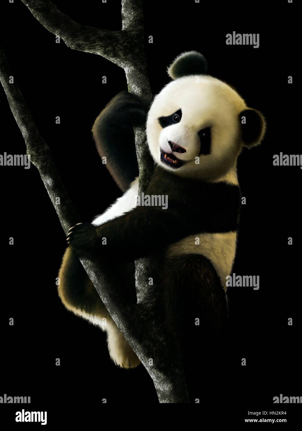 Die Grafik zeigt eine juvenile Giant Panda (Ailuropoda Melanoleuca) sitzt in einem Baum. Riesenpandas sind endemisch nach China und zentral-westlichen und südlichen Westchina heimisch sind, aber jetzt nur in wenige Bergketten von Zentral-China gefunden. Stockfoto