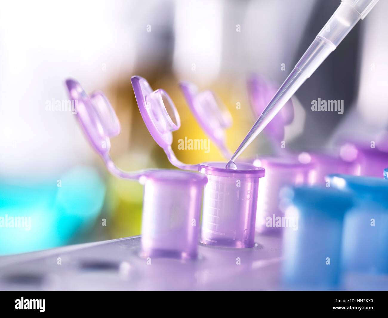 Proben in EppendorfRöhrchen pipettieren Stockfotografie Alamy