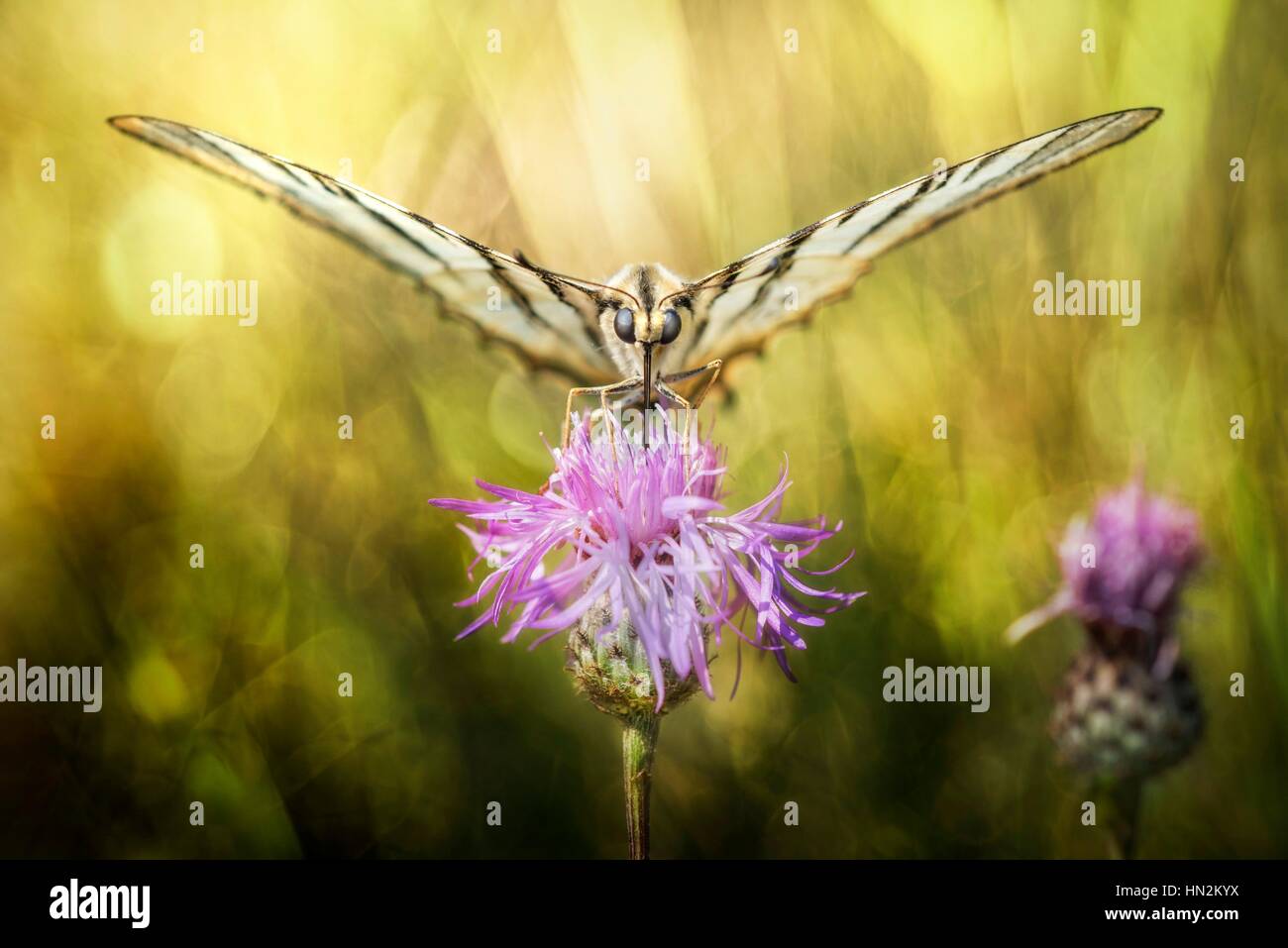 Schmetterling saugen den Nektar aus einer Distel. Stockfoto