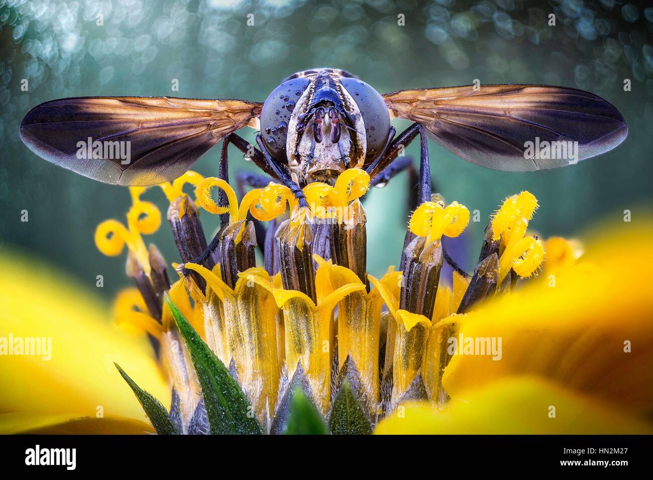 Fliegen Sie auf gelben Blume mit Flügeln. Stockfoto