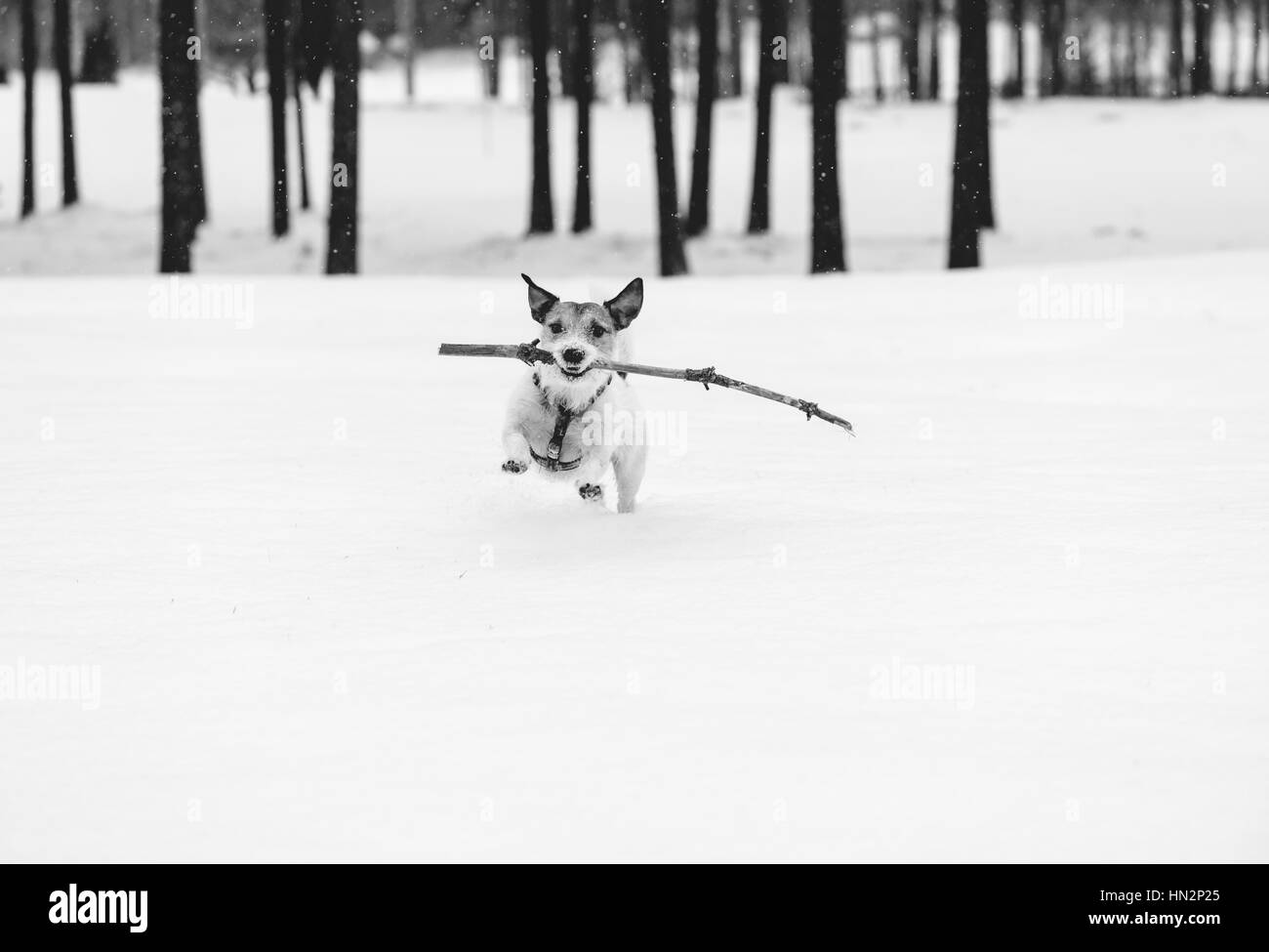Schwarz / weiß Foto von Hund läuft mit Holz Stick auf Schnee Stockfoto