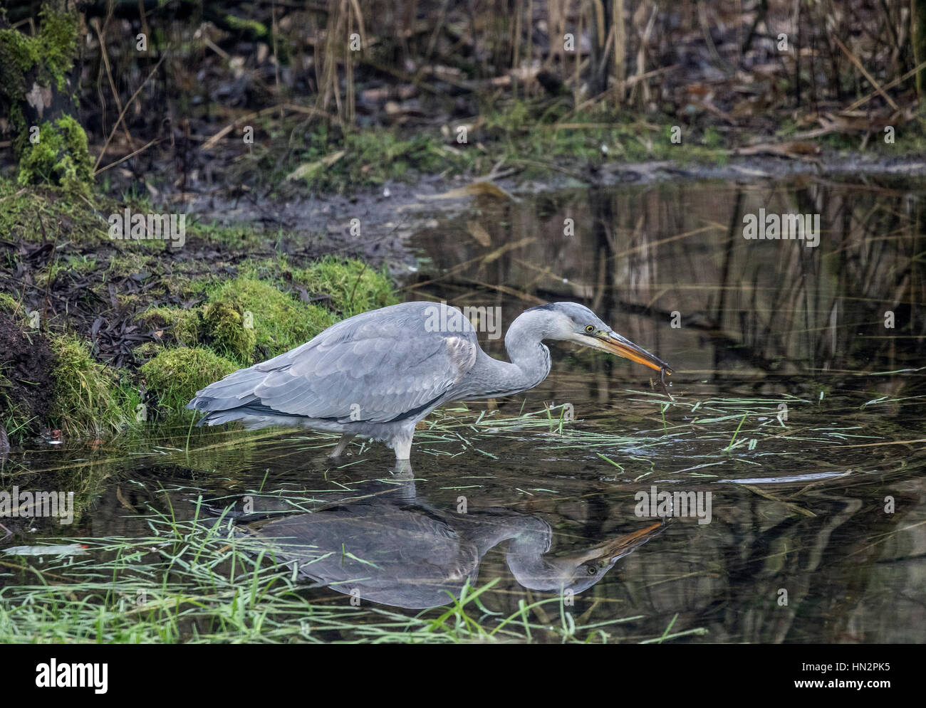 Fischer Im Teich Stockfotos und bilder Kaufen Alamy