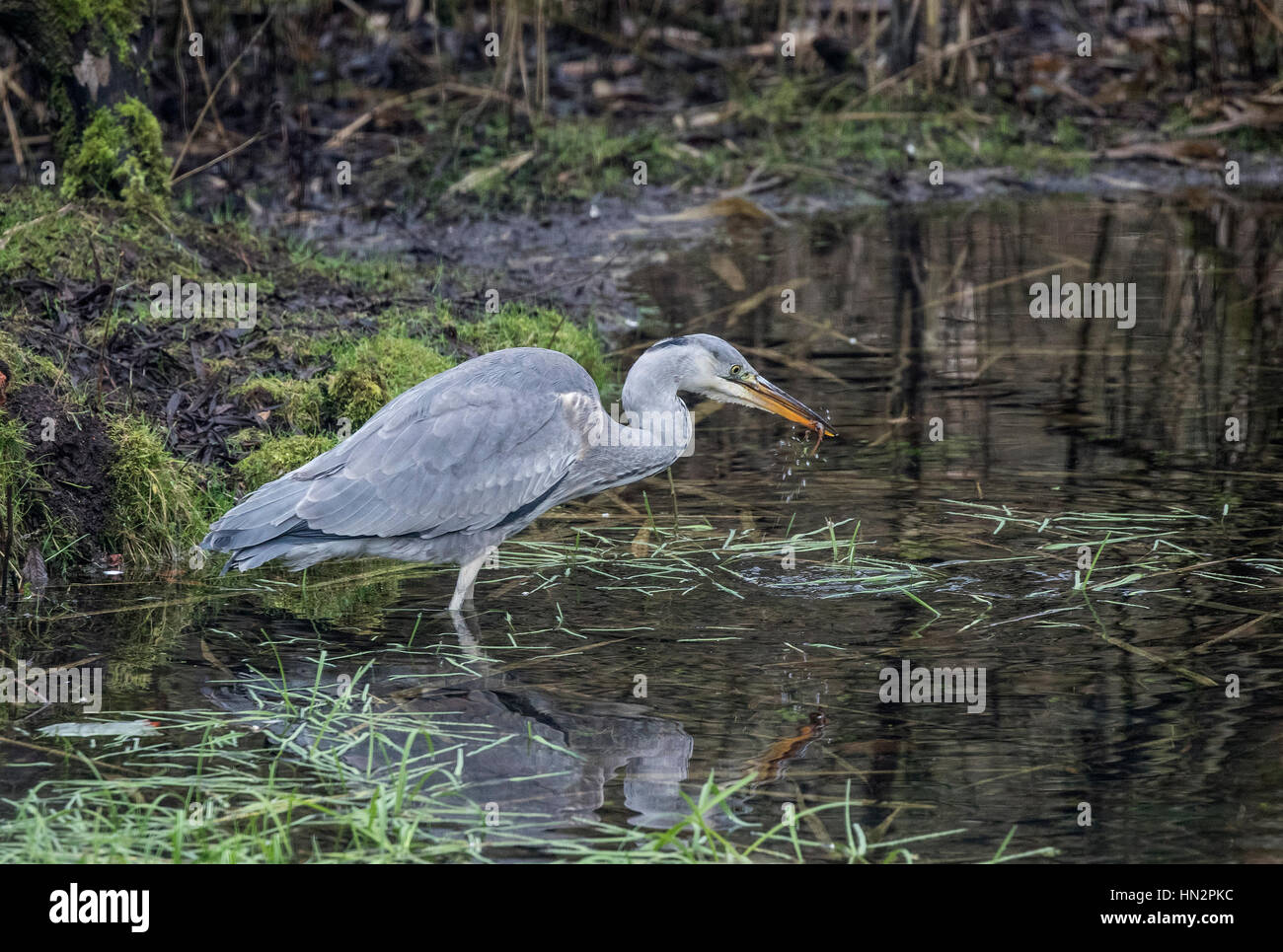 Europäische Graureiher juvenile Ardea Cinerea Jagd nach Nahrung im Teich Stockfoto