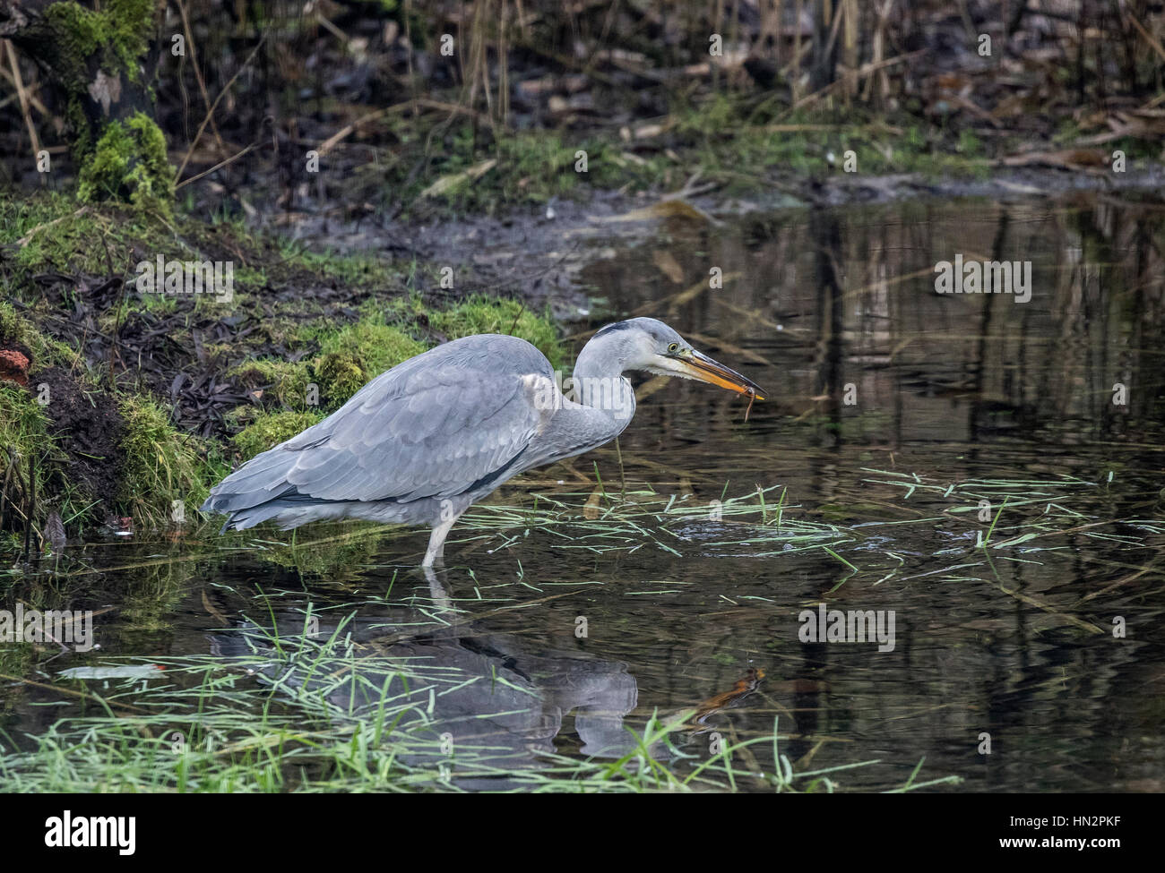 Europäische Graureiher juvenile Ardea Cinerea Jagd nach Nahrung im Teich Stockfoto