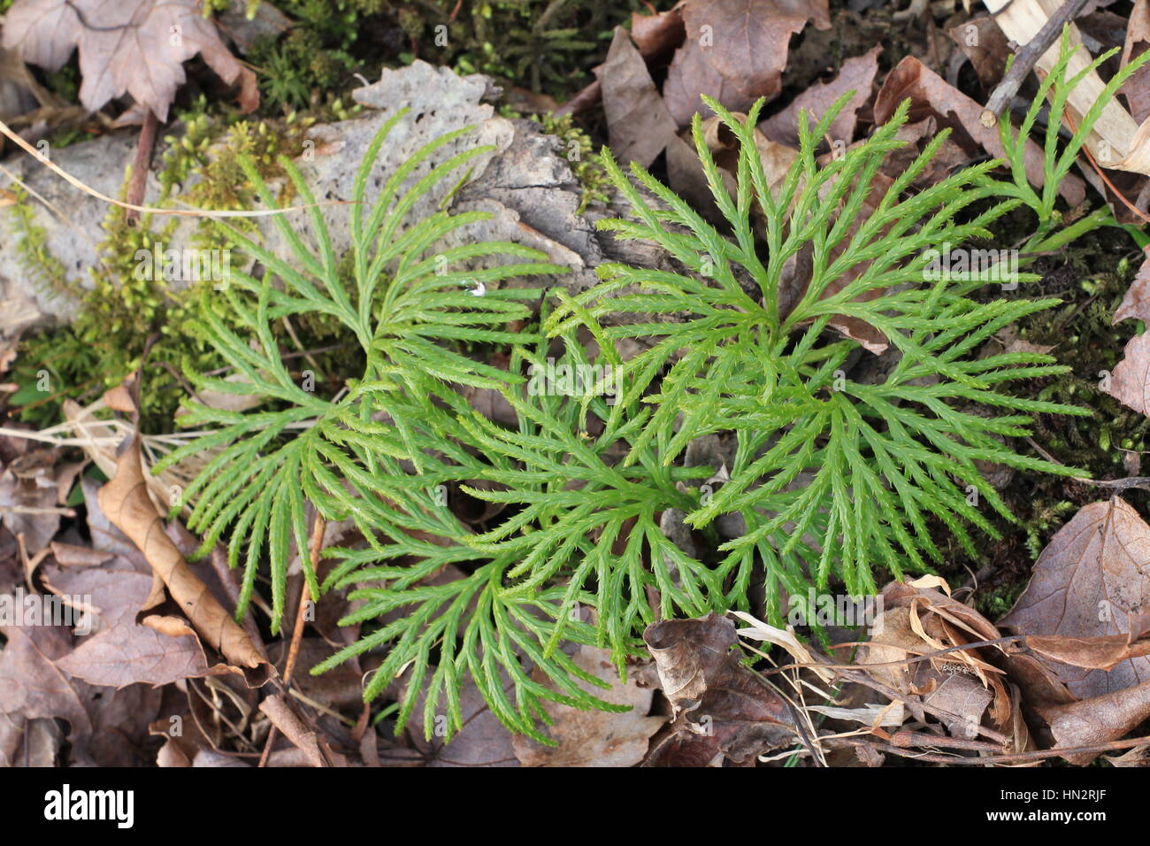 Lycopodium Sporophyte Pflanze Stockfoto