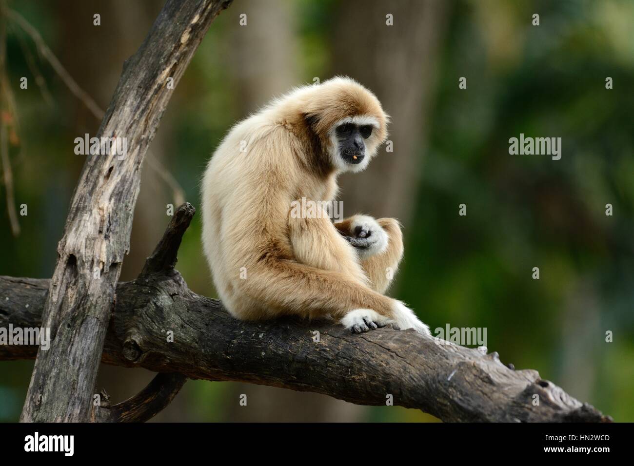 schöne White-handed Gibbon (Hylobates Lar) sitzen am Boden Stockfoto