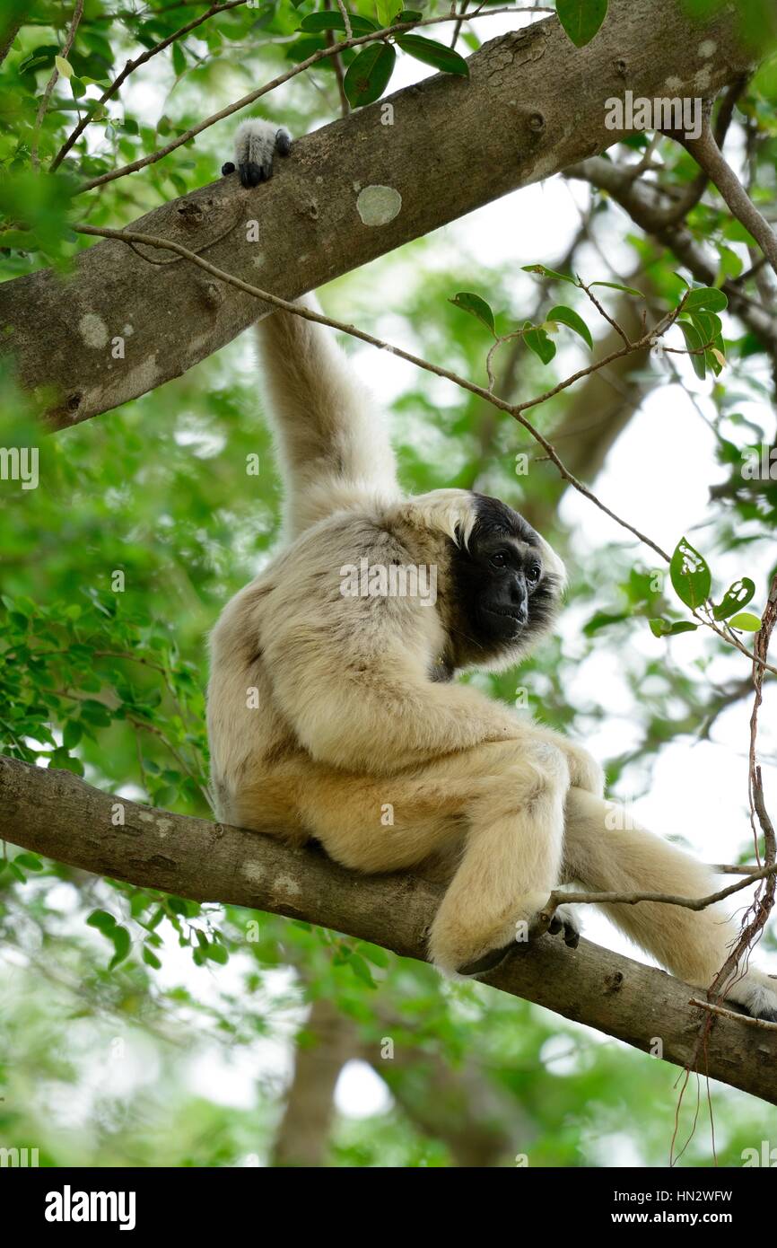 schöne weibliche Pileated Gibbon (Hylobates Pileatus) sitzen am Boden Stockfoto