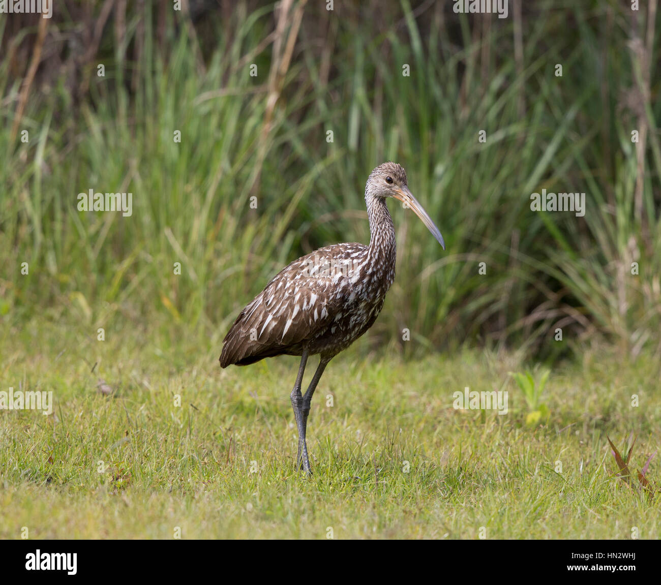 Limpkin in Naples, Florida Stockfoto