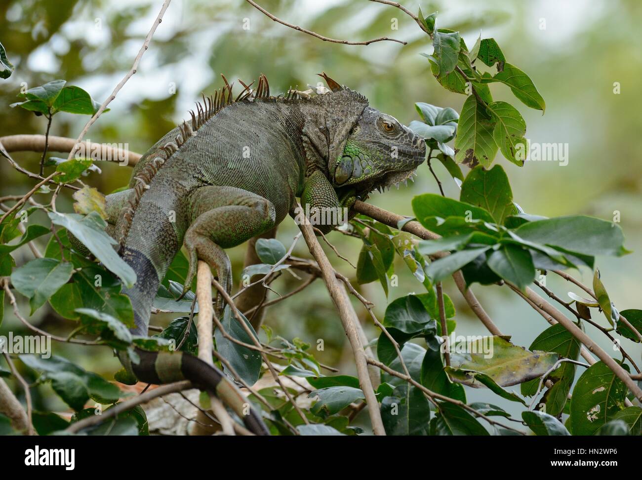 schöne Erwachsene weibliche grüner Leguan (Iguana Iguana) Stockfoto