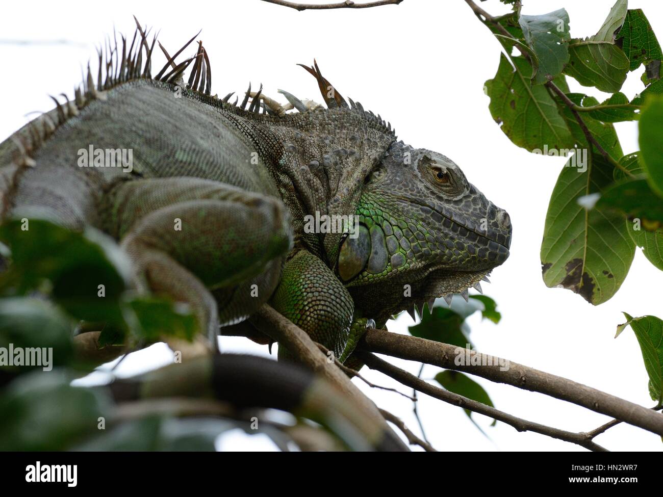 schöne Erwachsene weibliche grüner Leguan (Iguana Iguana) Stockfoto