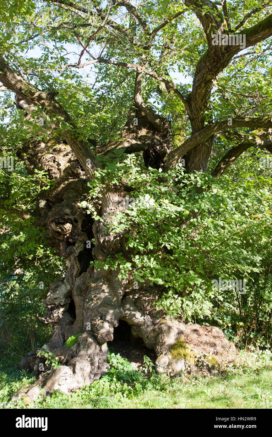 Flatterulme, flacher-Verbindung, Verbindung, Flatterrüster, Uralter Baum Mit Baumhöhlen, Baumhöhle, Ulmus Laevis, Ulmus Effusa, Europäische weiße Ulme, flattern Elm Stockfoto Flatterulme, flacher-Verbindung, Verbindung, Flatterrüster, Uralter Baum Mit Baumhöhlen, Baumhöhle, Ulmus Laevis, Ulmus Effusa, Europäische weiße Ulme, flattern Elm Stockfoto