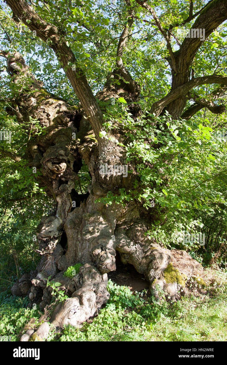 Flatterulme, flacher-Verbindung, Verbindung, Flatterrüster, Uralter Baum Mit Baumhöhlen, Baumhöhle, Ulmus Laevis, Ulmus Effusa, Europäische weiße Ulme, flattern Elm Stockfoto Flatterulme, flacher-Verbindung, Verbindung, Flatterrüster, Uralter Baum Mit Baumhöhlen, Baumhöhle, Ulmus Laevis, Ulmus Effusa, Europäische weiße Ulme, flattern Elm Stockfoto