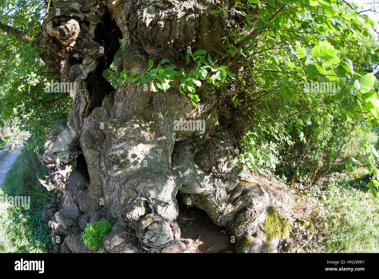 Flatterulme, flacher-Verbindung, Verbindung, Flatterrüster, Uralter Baum Mit Baumhöhlen, Baumhöhle, Ulmus Laevis, Ulmus Effusa, Europäische weiße Ulme, flattern Elm Stockfoto Flatterulme, flacher-Verbindung, Verbindung, Flatterrüster, Uralter Baum Mit Baumhöhlen, Baumhöhle, Ulmus Laevis, Ulmus Effusa, Europäische weiße Ulme, flattern Elm Stockfoto