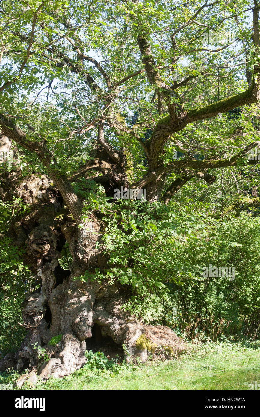 Flatterulme, flacher-Verbindung, Verbindung, Flatterrüster, Uralter Baum Mit Baumhöhlen, Baumhöhle, Ulmus Laevis, Ulmus Effusa, Europäische weiße Ulme, flattern Elm Stockfoto Flatterulme, flacher-Verbindung, Verbindung, Flatterrüster, Uralter Baum Mit Baumhöhlen, Baumhöhle, Ulmus Laevis, Ulmus Effusa, Europäische weiße Ulme, flattern Elm Stockfoto