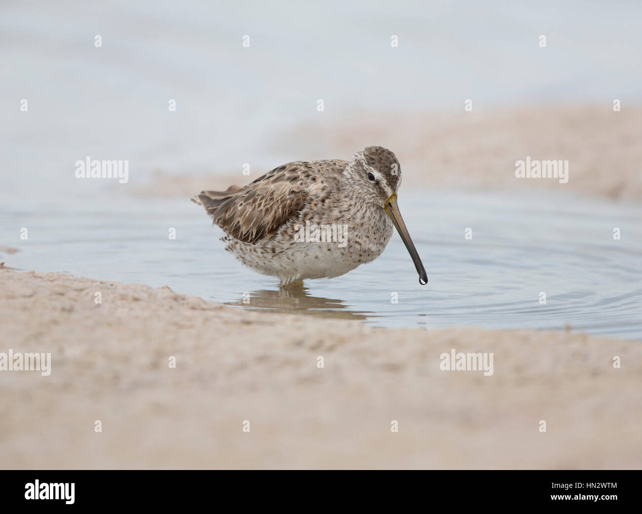 Short-billed Dowitcher (Limnodromus griseus) auf einem Strand, Marco Island, Florida Stockfoto