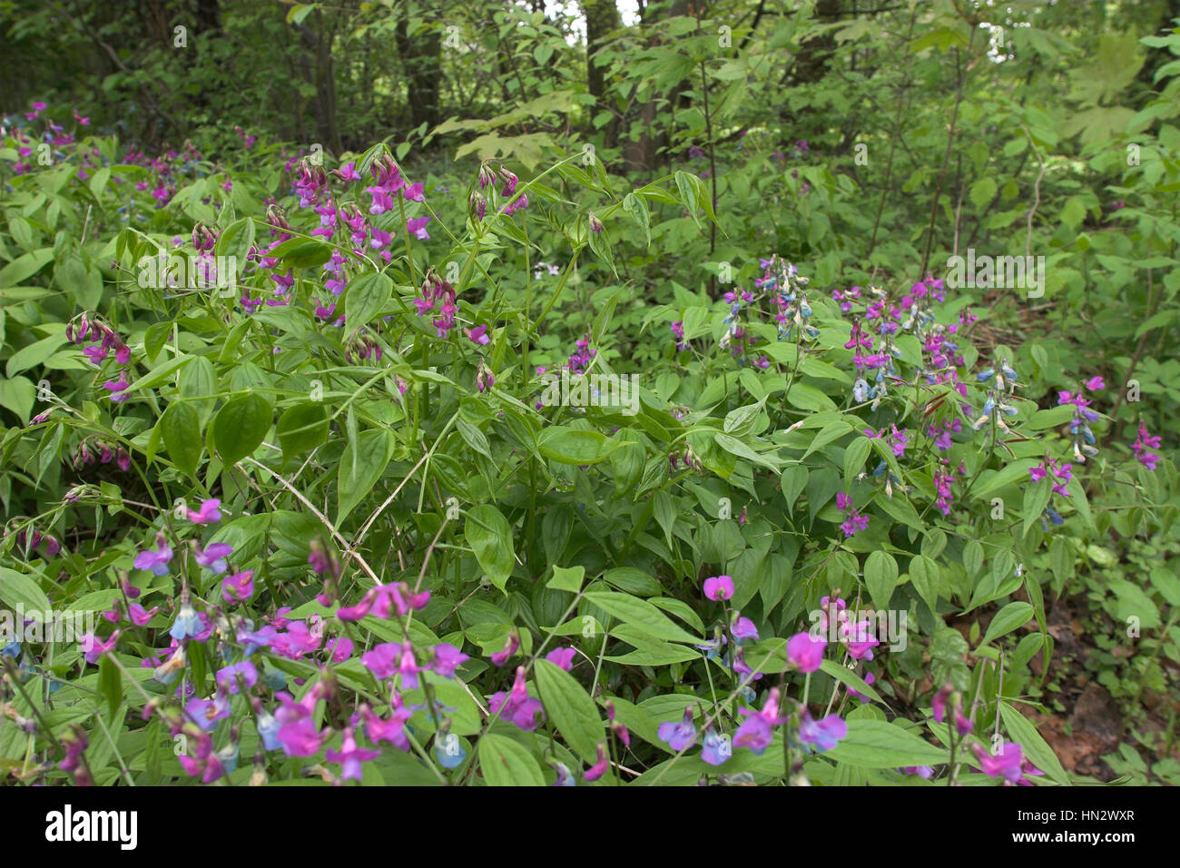 Frühlings-Platterbse, Zarte Platterbse, Lathyrus Vernus Frühlings Rea, Gesse du Printemps, Pois printanier Stockfoto