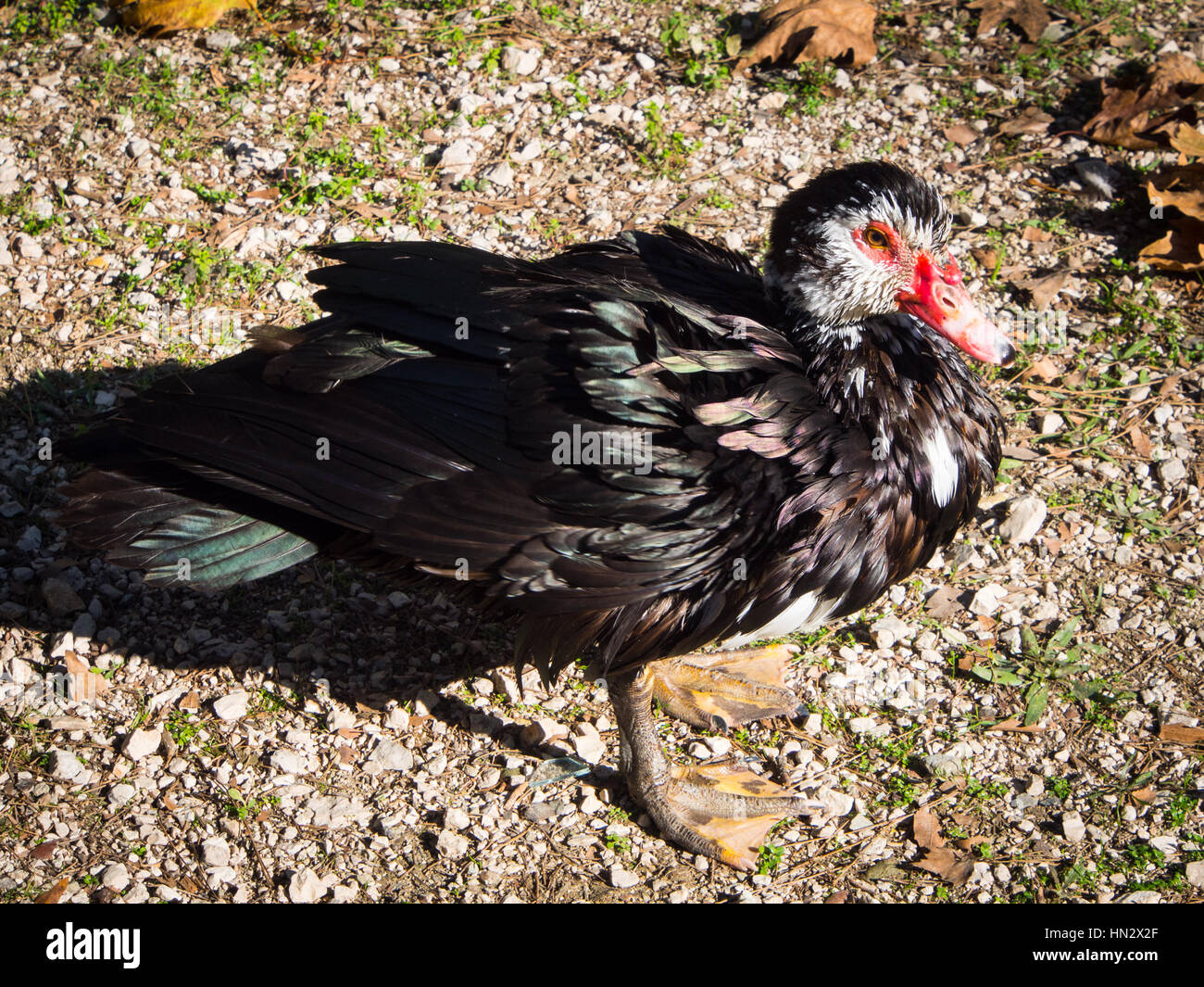 Schwarz / weiß Barbarie-Ente mit roten Schnabel Stockfotografie - Alamy