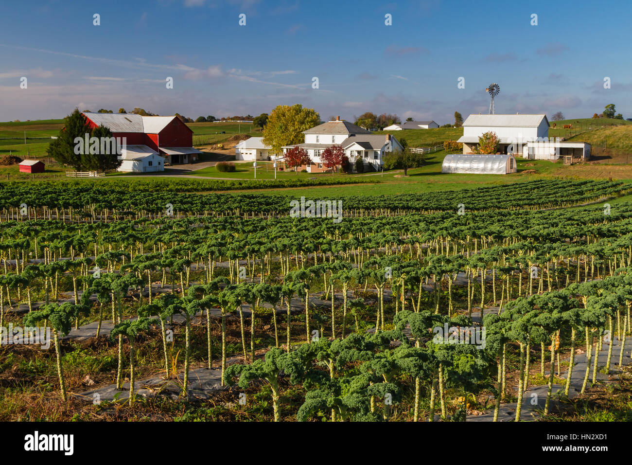 Gärtnereien und eine große Amish-Farm nach Hause in der Nähe von Berlin, Ohio, USA. Stockfoto